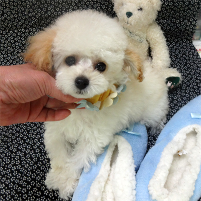ミニミニサイズのお人形の様なプードルちゃん