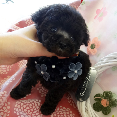 マザコン気質！甘えん坊なティーカップ君