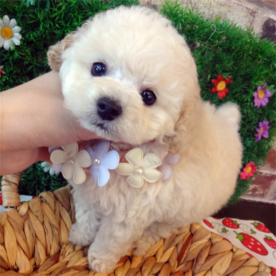 もこもこな天使