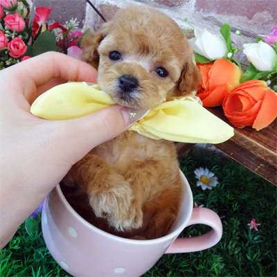 コロコロまんまるな女の子