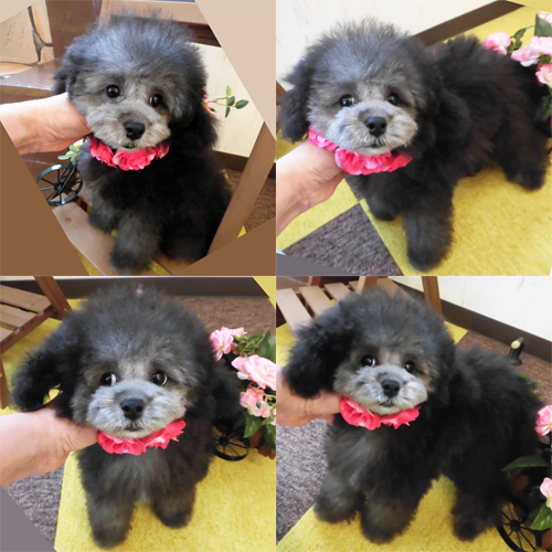 元気なシルバーの女の子