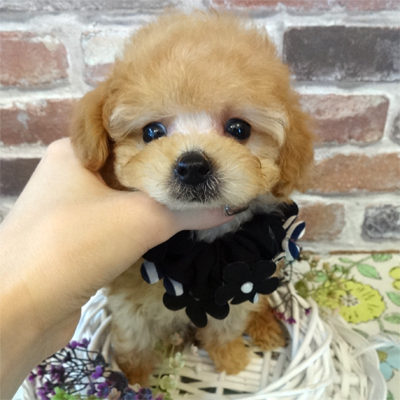 ほんわかマイペース王子