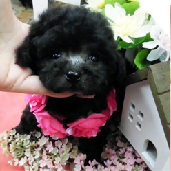 元気なシルバーの女の子