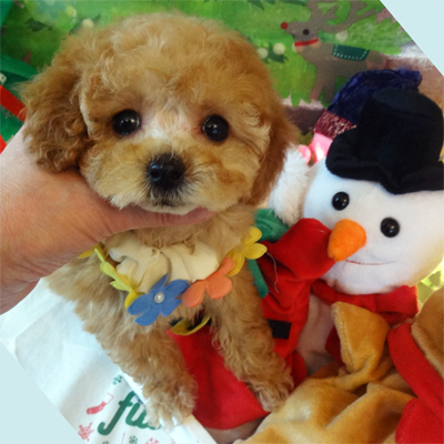 お上品なおっとりお姫様