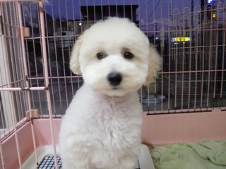 トイ・プードル