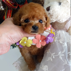 可愛いプードルちゃん！！