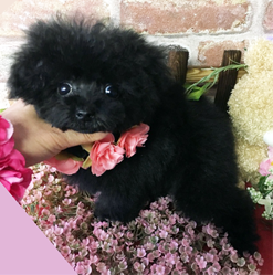 可愛いプードルちゃん！！