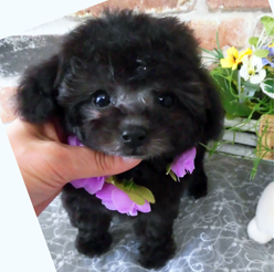 珍しいシルバーちゃん！！