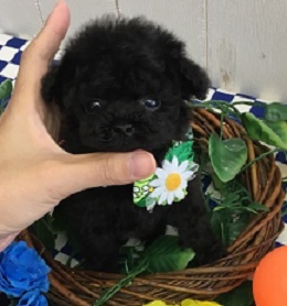 マイクロサイズ予想の可愛らしい男の子！