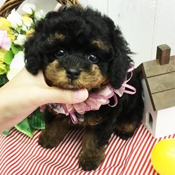 たれ目の可愛らしいトイプーちゃんです。