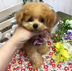 おめめぱっちり可愛らしいトイプーちゃん！