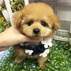 タイニーｓｓｓサイズ予想の可愛らしい男の子☆