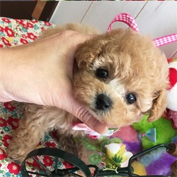 おめめの大きい可愛らしい女の子になります☆彡