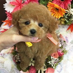 タイニーｓｓｓサイズ予想の可愛らしい女の子☆