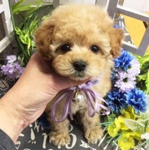 タイニーｓｓサイズ予想の可愛らしい男の子☆