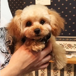 陽気な甘えん坊のティーカップくん♡