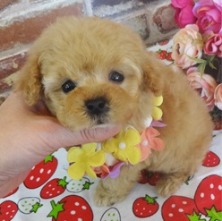 とても整ったお顔立ちの綺麗な美人さんです♪