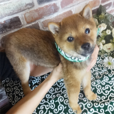 将来は、濃い赤の毛色になります。