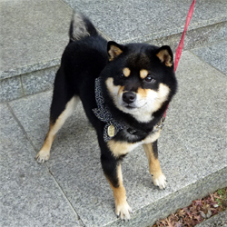 たぬき顔のお父さん