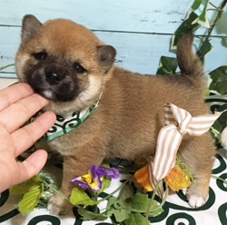 丸いお顔の子狸、豆柴くん♡