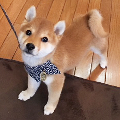 可愛い小ぶりちゃん