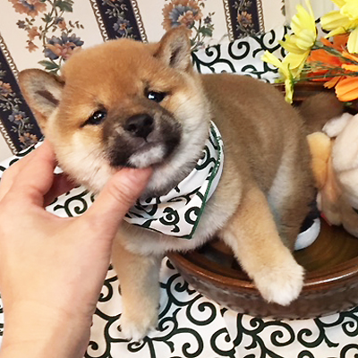 安定感がある体型がgood!