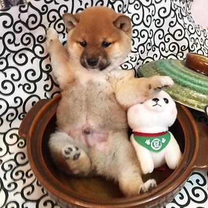 ポテポテ体型が可愛い♡