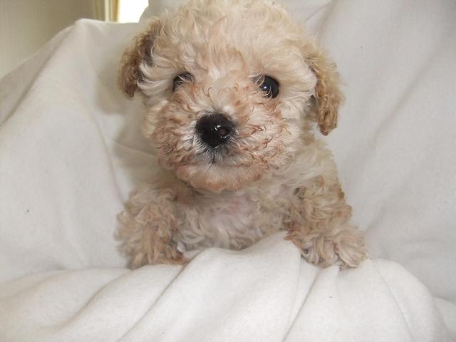 トイプードル　クリーム女の子♪4月20日まで値引き