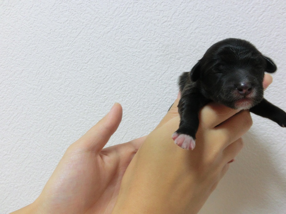 かわいいミックス犬がうまれました