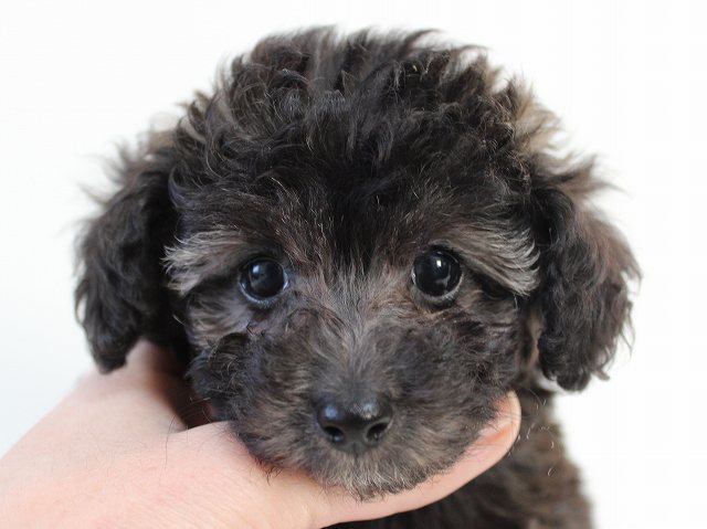 ティーカップ予想！お目目パッチリのシルバーの女の子