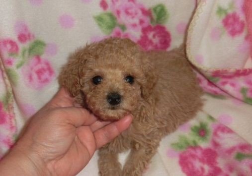 毛量のあるTｶｯﾌﾟｻｲｽﾞの女の子