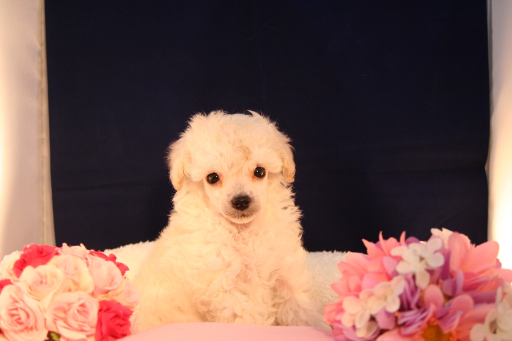 ダンディーな男の子　やんちゃで元気な甘えんぼーです