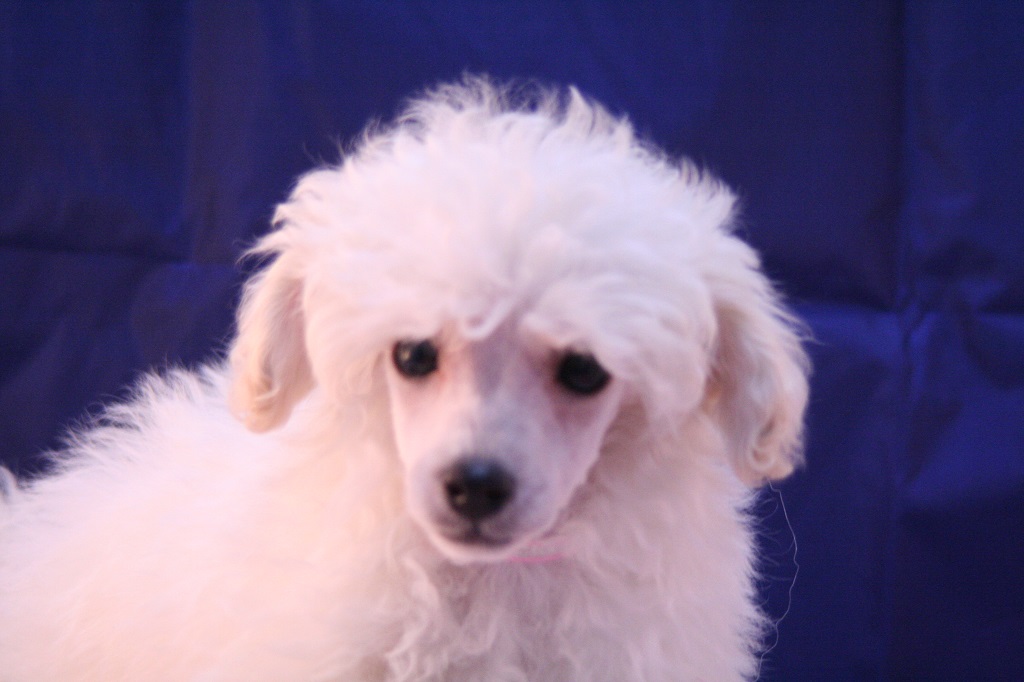 キリとした女の子です　