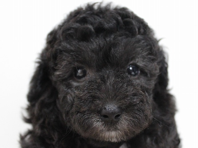 両親スマッシュ系良血統のシルバーの男の子