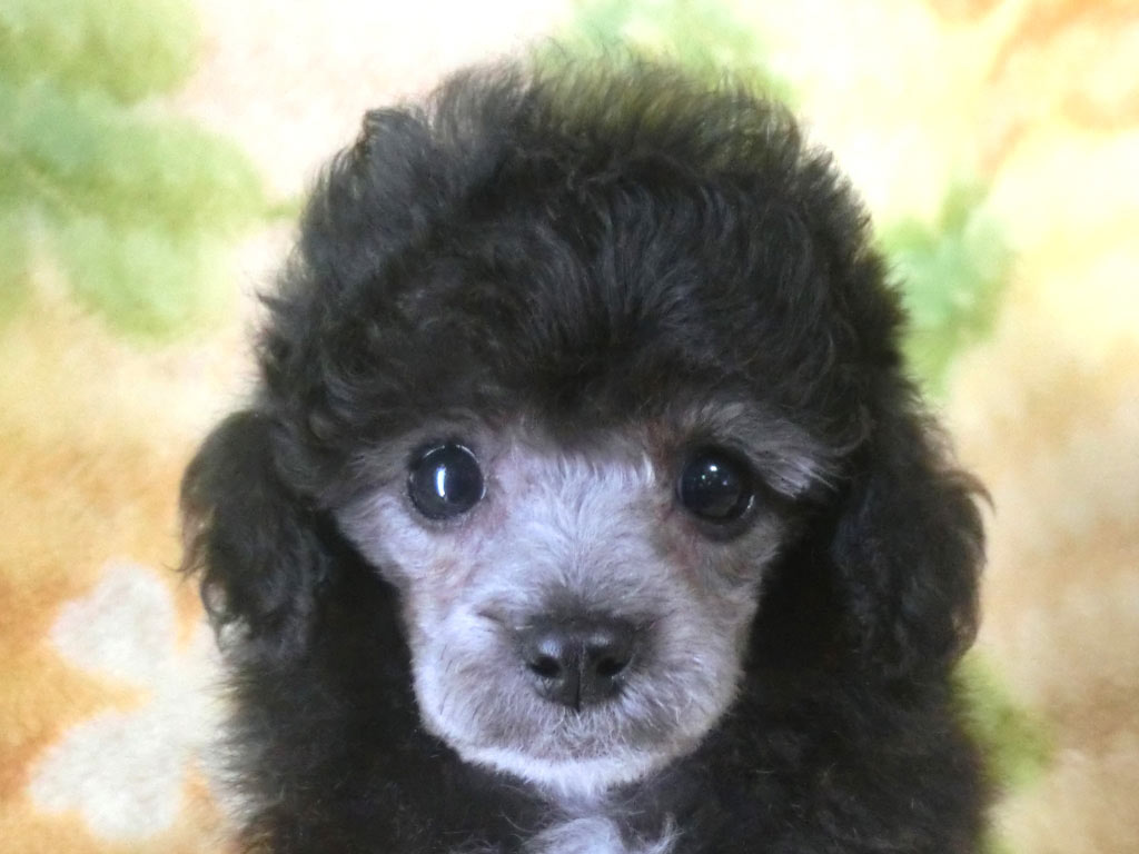 Tカップ予想!! 表情豊かな超可愛い男の仔♪