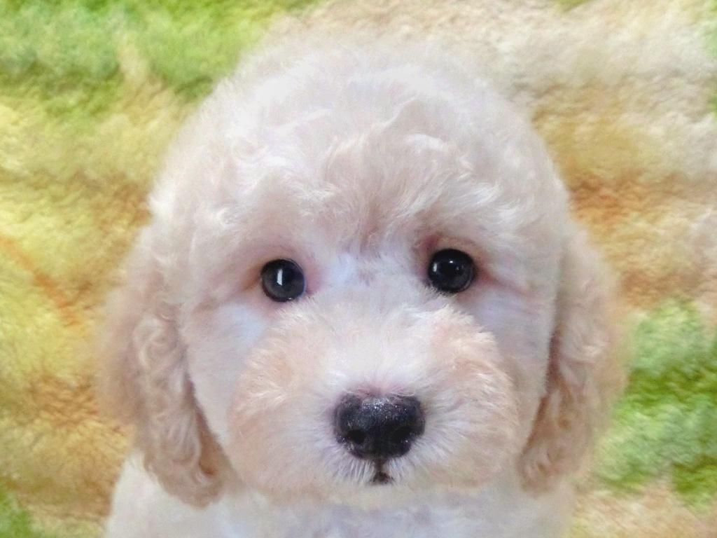 毛質最高!!しっかりサイズで超可愛い男の仔♪