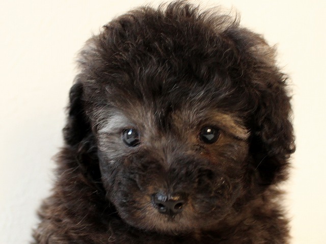 父スマッシュ系チャンピオン犬！良血統のシルバーオス