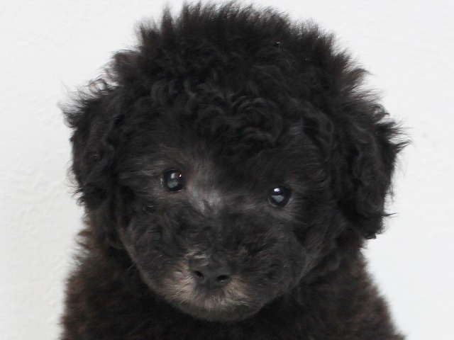 スマッシュプードル！良血統で小振りなシルバーのオス