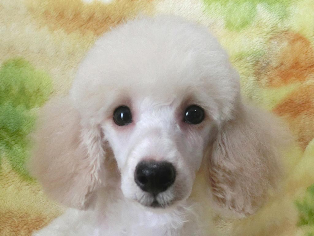 絶対おすすめ!!しっかりサイズで超可愛い男の仔♪