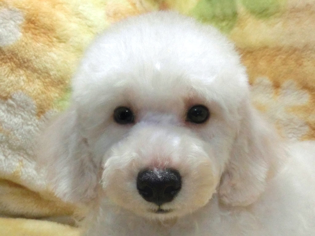 絶対おすすめ!!７月生の超可愛い男の仔♪