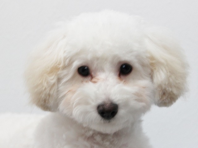 父良血統！スマッシュ系プードルチャンピオン犬