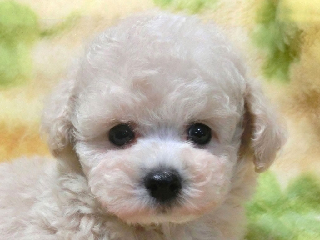 ティーカップ予想のクリーム!! お鼻の短い男の仔♪