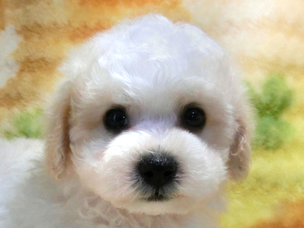 ☆スペシャルプライス!!☆ 初回掲載時に限り特別価