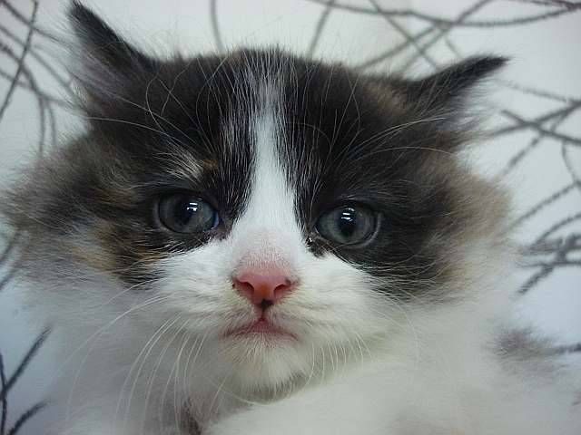 この子達のお父さん猫はチャンピオンです。