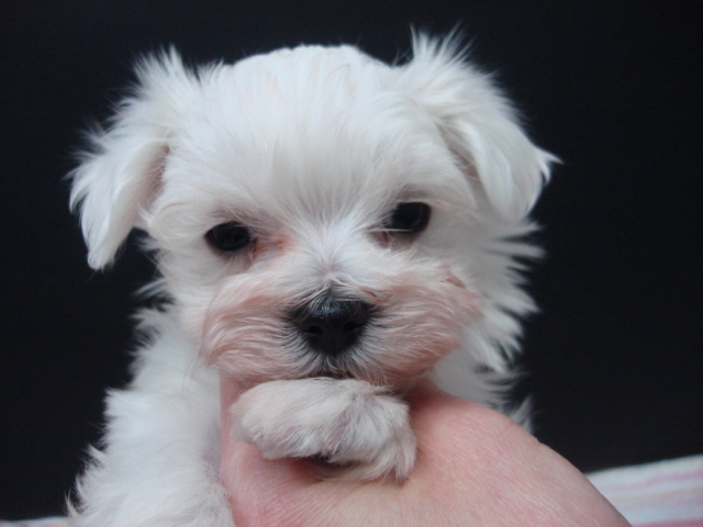 現在コロコロ ムチムチさん♪甘えたさんの元気っ子で
