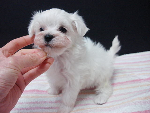 とても可愛いくて性格の優しい子です。