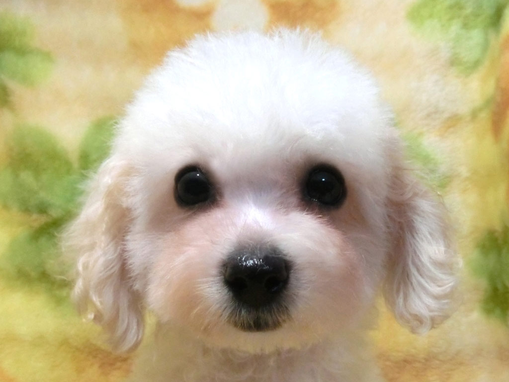 ティーカップ予想!お顔小っちゃいめちゃ可愛い男の仔