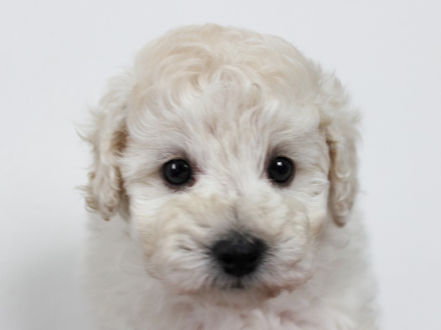 スマッシュ犬舎系タイニー予想のホワイトのメス