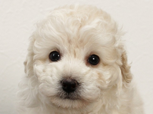 スマッシュ犬舎系タイニー小さめ予想のホワイトのメス