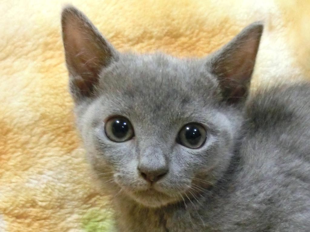 まん丸お顔のめちゃめちゃカワイイ男の仔♪